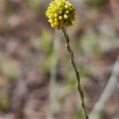Calocephalus citreus (Lemon Beauty Heads) at Wollogorang, NSW - 17 Jan 2025 by trevorpreston