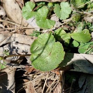 Hydrocotyle sibthorpioides at Wollogorang, NSW - 17 Jan 2025 09:59 AM