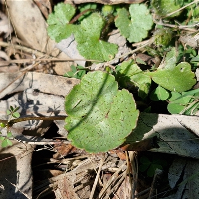 Hydrocotyle sibthorpioides (A Pennywort) at Wollogorang, NSW - 16 Jan 2025 by trevorpreston