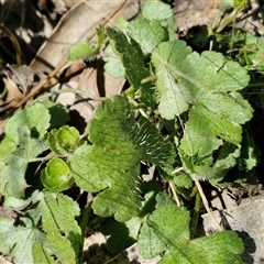 Hydrocotyle sibthorpioides at Wollogorang, NSW - 17 Jan 2025 09:59 AM