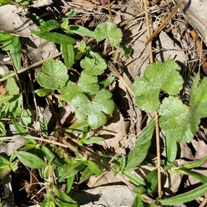 Hydrocotyle sibthorpioides at Wollogorang, NSW - 17 Jan 2025 09:59 AM