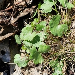 Hydrocotyle sibthorpioides at Wollogorang, NSW - 17 Jan 2025 09:59 AM