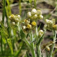 Pseudognaphalium luteoalbum (Jersey Cudweed) at Wollogorang, NSW - 17 Jan 2025 by trevorpreston