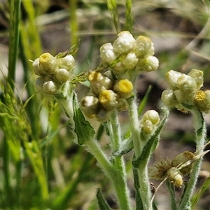 Pseudognaphalium luteoalbum (Jersey Cudweed) at Wollogorang, NSW by trevorpreston