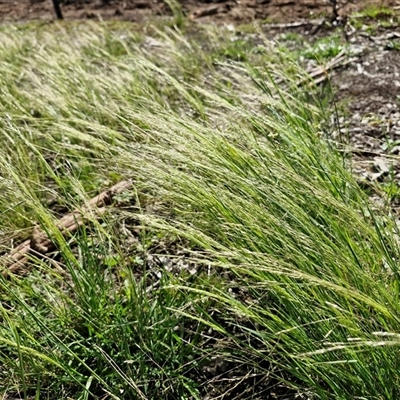 Lachnagrostis filiformis (Blown Grass) at Wollogorang, NSW - 16 Jan 2025 by trevorpreston