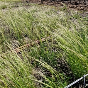 Lachnagrostis filiformis at Wollogorang, NSW - 17 Jan 2025 09:56 AM