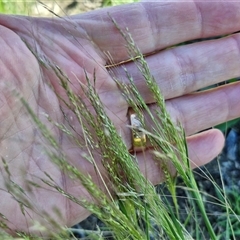 Lachnagrostis filiformis at Wollogorang, NSW - 17 Jan 2025 09:56 AM