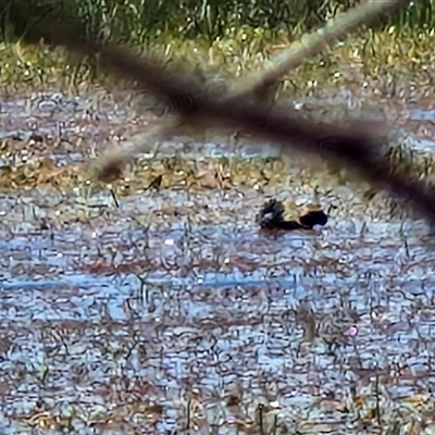 Biziura lobata at Wollogorang, NSW - 16 Jan 2025 by trevorpreston