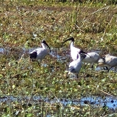 Threskiornis molucca (Australian White Ibis) at Wollogorang, NSW - 17 Jan 2025 by trevorpreston