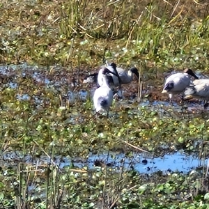 Threskiornis molucca at Wollogorang, NSW - 17 Jan 2025 09:25 AM