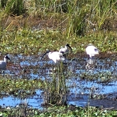 Threskiornis molucca at Wollogorang, NSW - 17 Jan 2025 09:25 AM