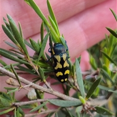 Castiarina octospilota (A Jewel Beetle) at Bungendore, NSW - 16 Jan 2025 by clarehoneydove