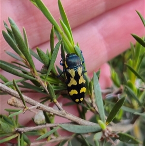 Castiarina octospilota at Bungendore, NSW - 16 Jan 2025