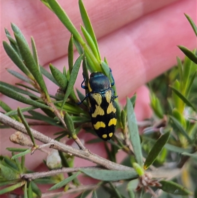 Castiarina octospilota (A Jewel Beetle) at Bungendore, NSW - 16 Jan 2025 by clarehoneydove