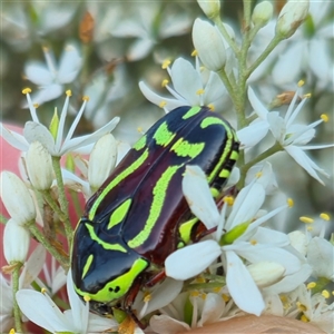 Eupoecila australasiae at Bungendore, NSW - suppressed