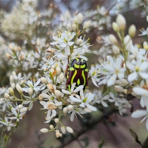 Eupoecila australasiae at Bungendore, NSW - suppressed