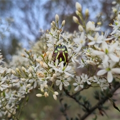 Eupoecila australasiae at Bungendore, NSW - suppressed