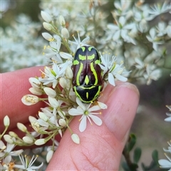 Eupoecila australasiae at Bungendore, NSW - suppressed