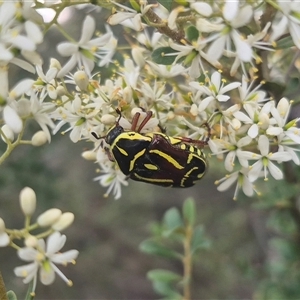 Eupoecila australasiae at Carwoola, NSW - 15 Jan 2025