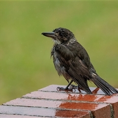 Cracticus torquatus (Grey Butcherbird) at Worrigee, NSW - 8 Feb 2023 by AlisonMilton