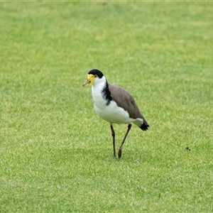 Vanellus miles (Masked Lapwing) at Worrigee, NSW by AlisonMilton