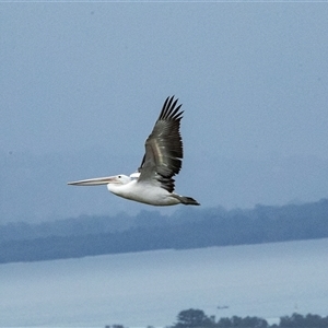 Pelecanus conspicillatus at Port Kembla, NSW - 8 Feb 2023 11:47 AM