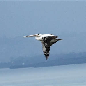 Pelecanus conspicillatus at Port Kembla, NSW - 8 Feb 2023 11:47 AM