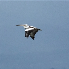 Pelecanus conspicillatus at Port Kembla, NSW - 8 Feb 2023 11:47 AM