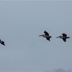 Pelecanus conspicillatus at Port Kembla, NSW - 8 Feb 2023 11:47 AM