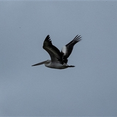 Pelecanus conspicillatus (Australian Pelican) at Port Kembla, NSW - 8 Feb 2023 by AlisonMilton