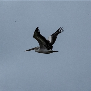 Pelecanus conspicillatus at Port Kembla, NSW - 8 Feb 2023