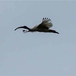 Pelecanus conspicillatus at Port Kembla, NSW - 8 Feb 2023