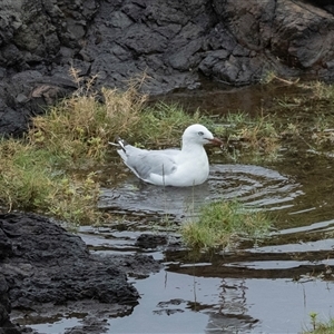 Chroicocephalus novaehollandiae (Silver Gull) at Port Kembla, NSW by AlisonMilton