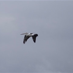 Pelecanus conspicillatus (Australian Pelican) at Wollongong, NSW - 7 Feb 2023 by AlisonMilton