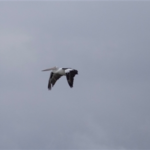 Pelecanus conspicillatus at Wollongong, NSW - 8 Feb 2023