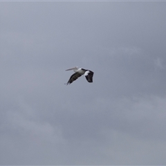 Pelecanus conspicillatus at Wollongong, NSW - 8 Feb 2023