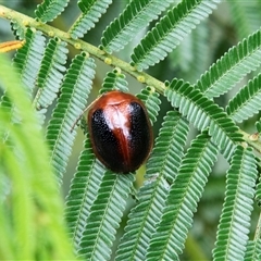 Dicranosterna immaculata (Acacia leaf beetle) at Huskisson, NSW - 9 Feb 2023 by AlisonMilton