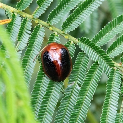 Dicranosterna immaculata (Acacia leaf beetle) at Huskisson, NSW - 9 Feb 2023 by AlisonMilton