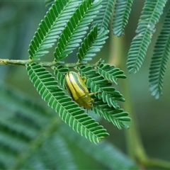 Calomela juncta (Leaf beetle) at Huskisson, NSW - 9 Feb 2023 by AlisonMilton