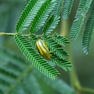 Calomela juncta (Leaf beetle) at Huskisson, NSW - 9 Feb 2023 by AlisonMilton