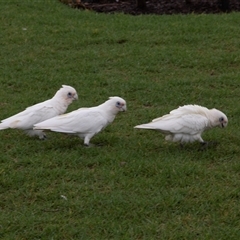 Cacatua sanguinea (Little Corella) at Huskisson, NSW - 9 Feb 2023 by AlisonMilton