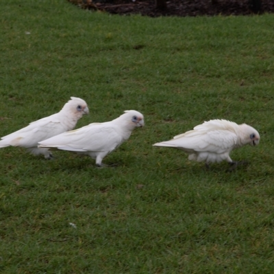 Cacatua sanguinea (Little Corella) at Huskisson, NSW - 9 Feb 2023 by AlisonMilton