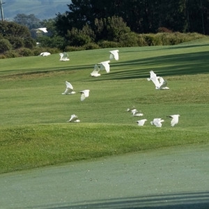 Cacatua sanguinea (Little Corella) at Worrigee, NSW by AlisonMilton