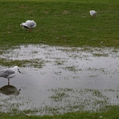 Chroicocephalus novaehollandiae (Silver Gull) at Huskisson, NSW - 9 Feb 2023 by AlisonMilton