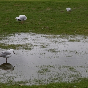 Chroicocephalus novaehollandiae (Silver Gull) at Huskisson, NSW by AlisonMilton