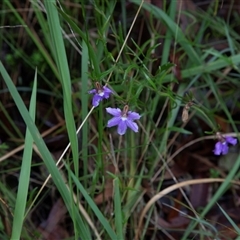 Scaevola ramosissima (Hairy Fan-flower) at Huskisson, NSW - 9 Feb 2023 by AlisonMilton