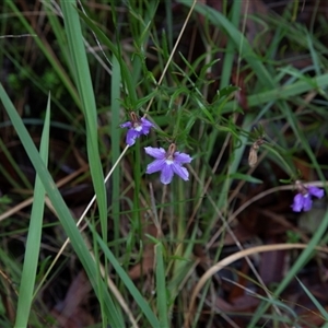 Scaevola ramosissima (Hairy Fan-flower) at Huskisson, NSW by AlisonMilton