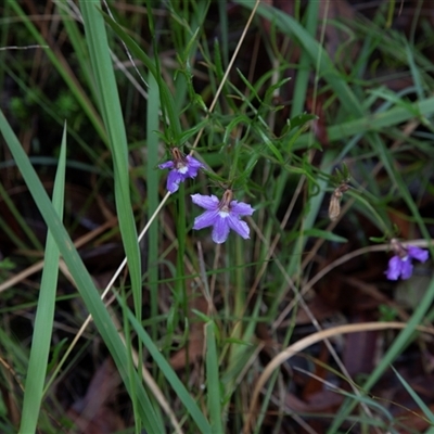 Scaevola ramosissima (Hairy Fan-flower) at Huskisson, NSW - 9 Feb 2023 by AlisonMilton