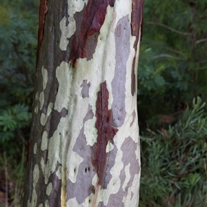 Corymbia maculata (Spotted Gum) at Huskisson, NSW by AlisonMilton