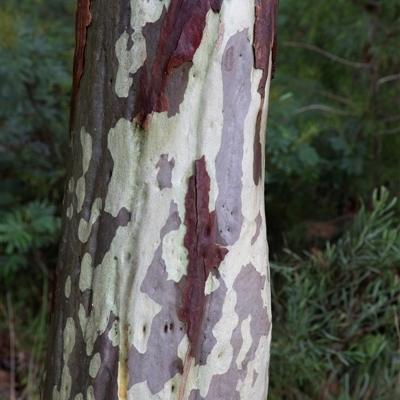 Corymbia maculata (Spotted Gum) at Huskisson, NSW - 9 Feb 2023 by AlisonMilton